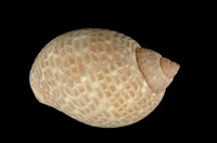 藏品(鶉螺)的圖片